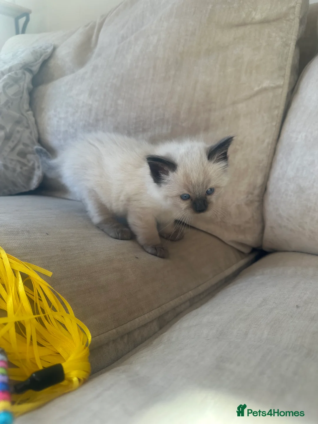 Ragdoll cats for sale: Beautiful Ragdoll Siamese Kittens in Aylesford - Advert 2