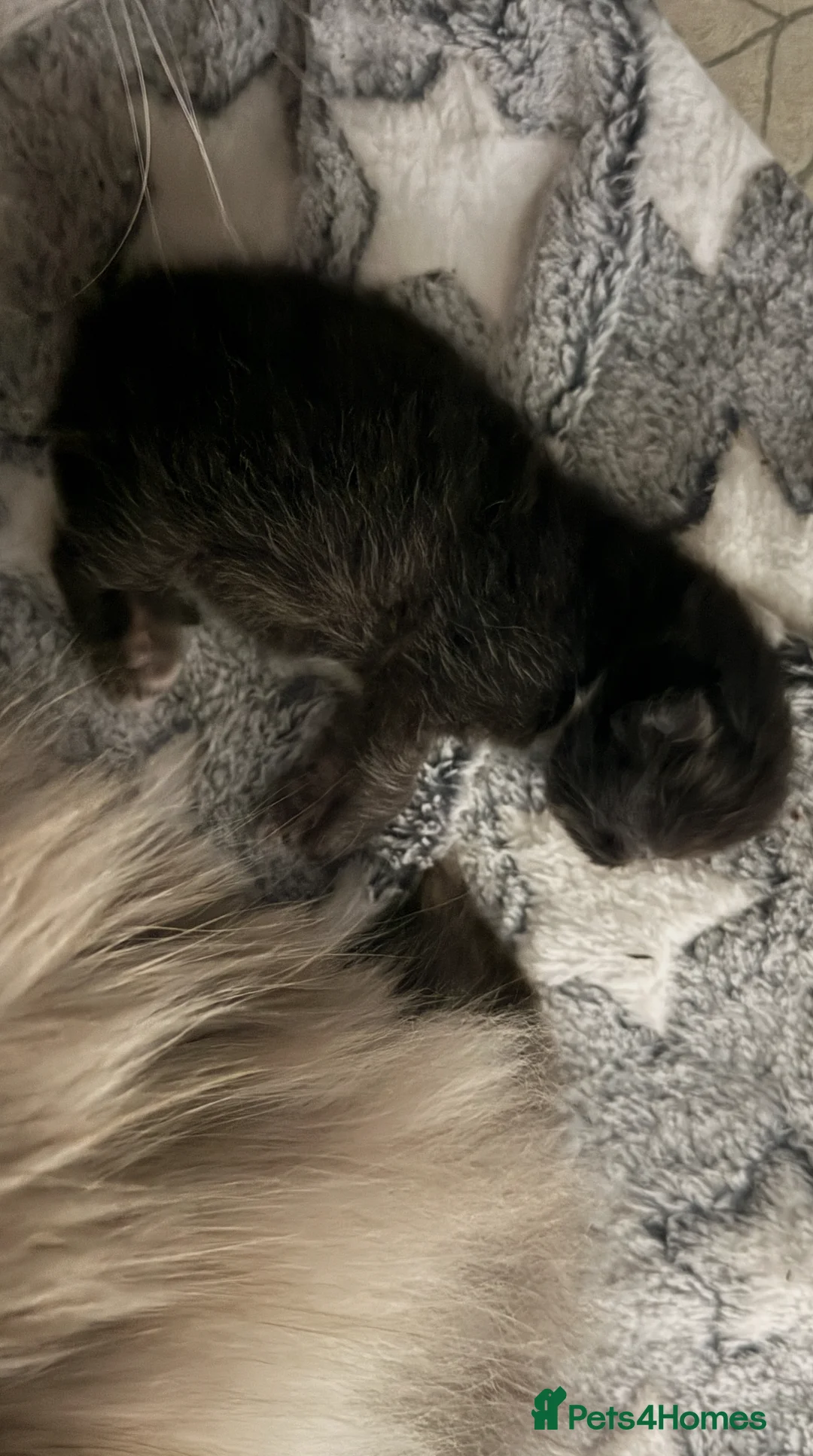 Persian cats for sale: Stunning full Persian black/white female kitten - Advert 2