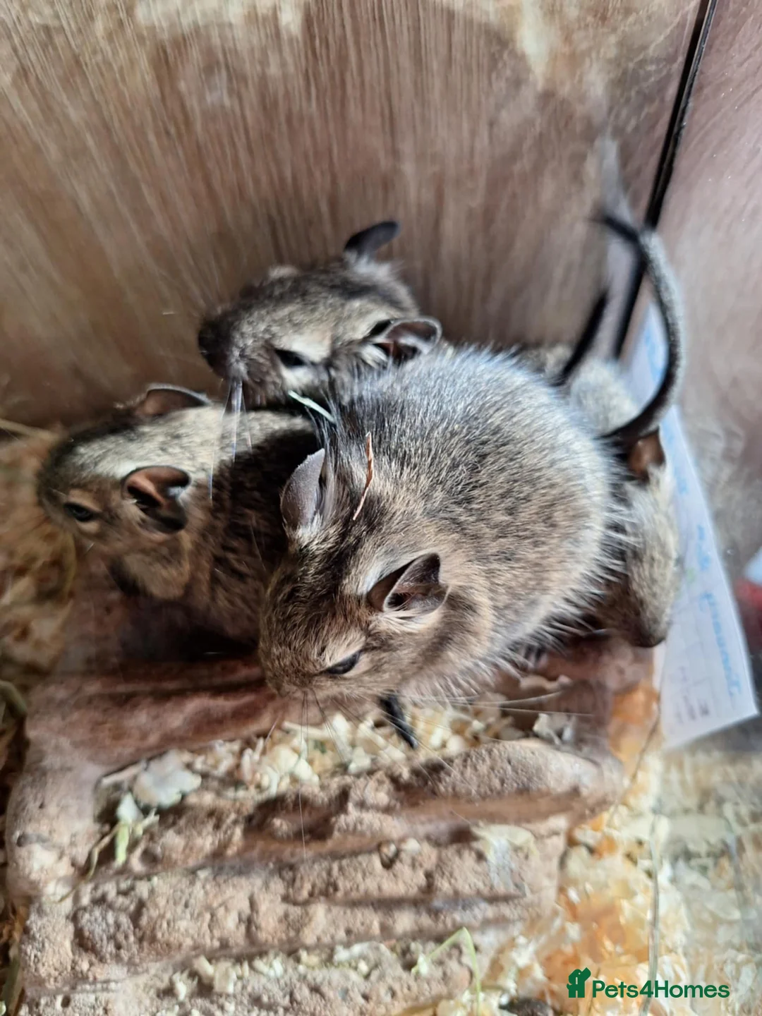 Degus rodents for sale: Beautiful Baby Degus for Sale - Handled & Healthy  - Advert 4