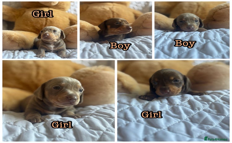 Miniature Dachshund dogs - Advert 9