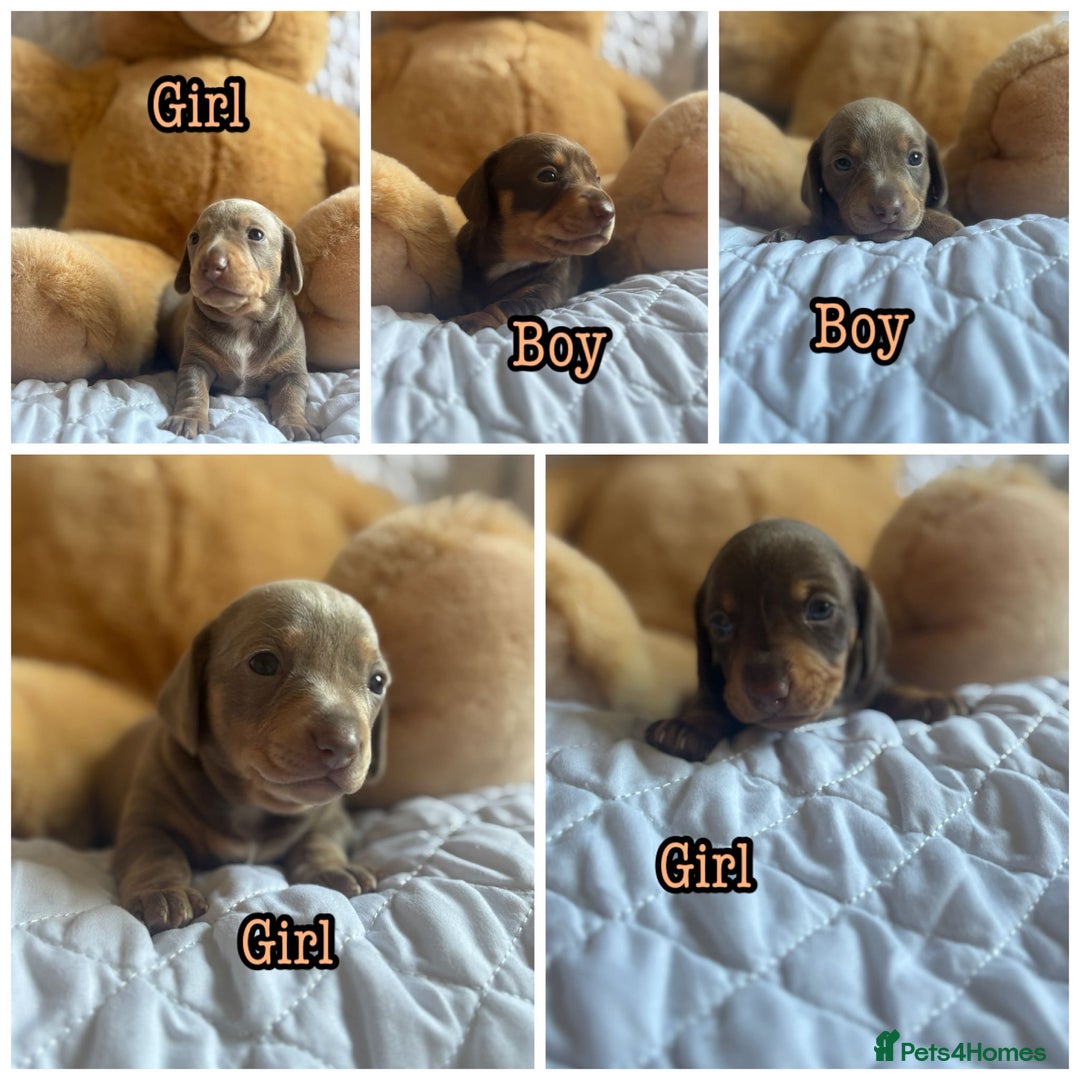 Miniature Dachshund dogs for sale: Kennel club registered dachshund puppys PRA clear  - Image 2