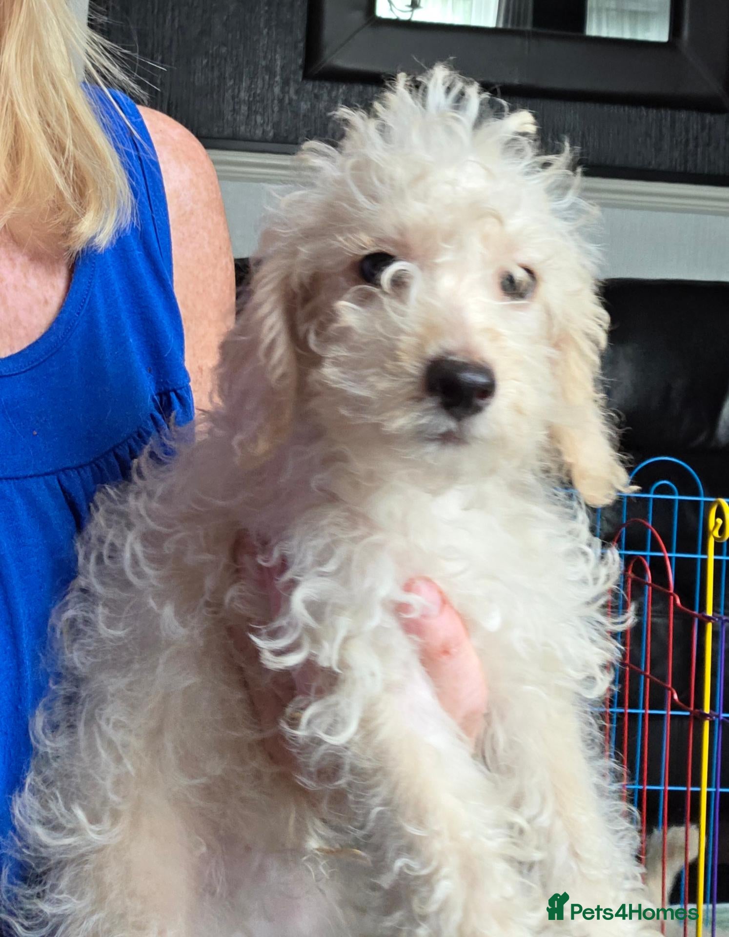Jackapoo dogs Toy poodle 3/4 puppies  - Advert 3