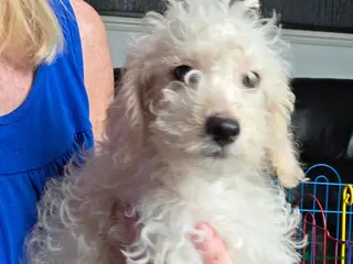 Jackapoo dogs Toy poodle 3/4 puppies - Advert 3