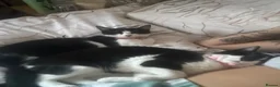 Mixed Breed cats for sale: Bambi & meanie  in Gloucester - Advert 1