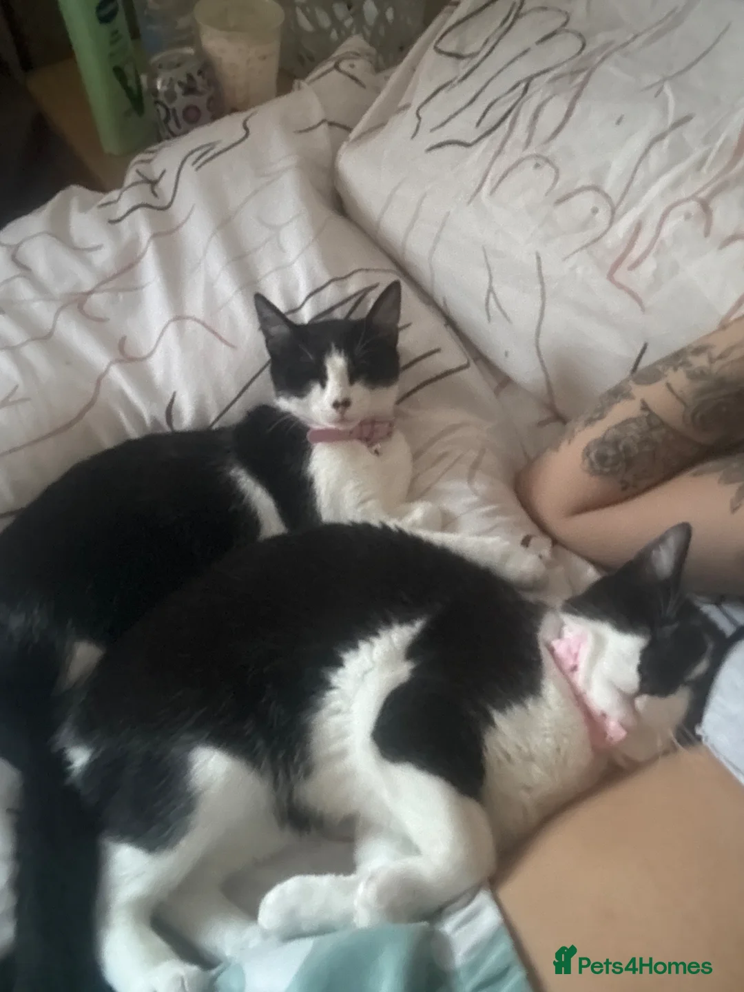 Mixed Breed cats for sale: Bambi & meanie  in Gloucester - Advert 1