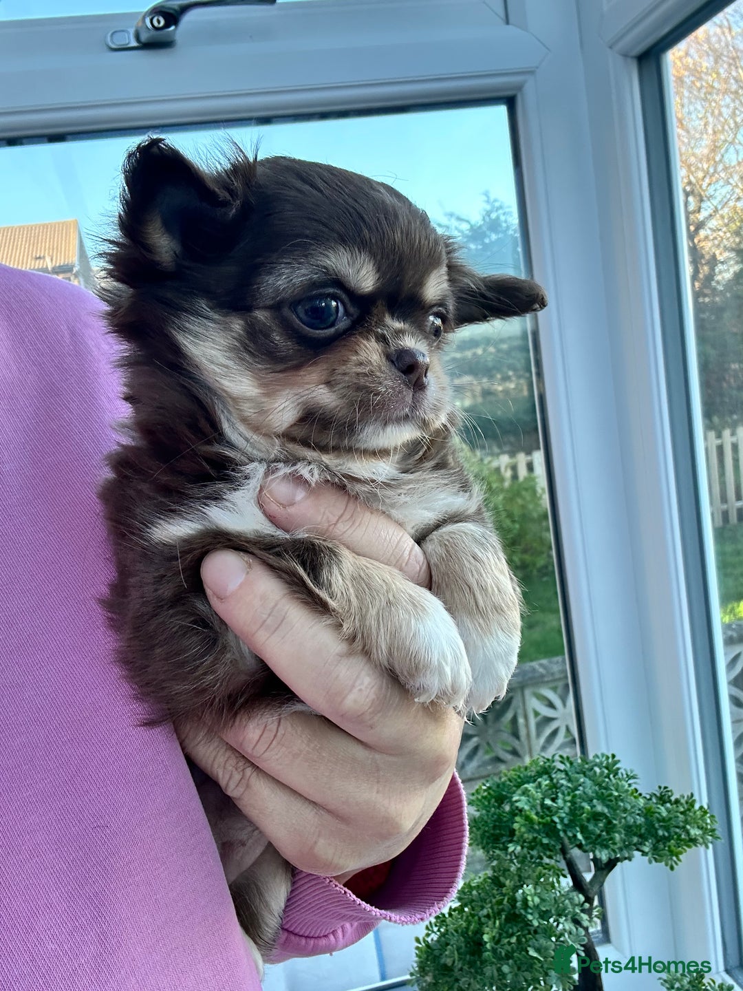 Chihuahua dogs for sale: KC LONG COAT CHIHUAHUAS  - Advert 5