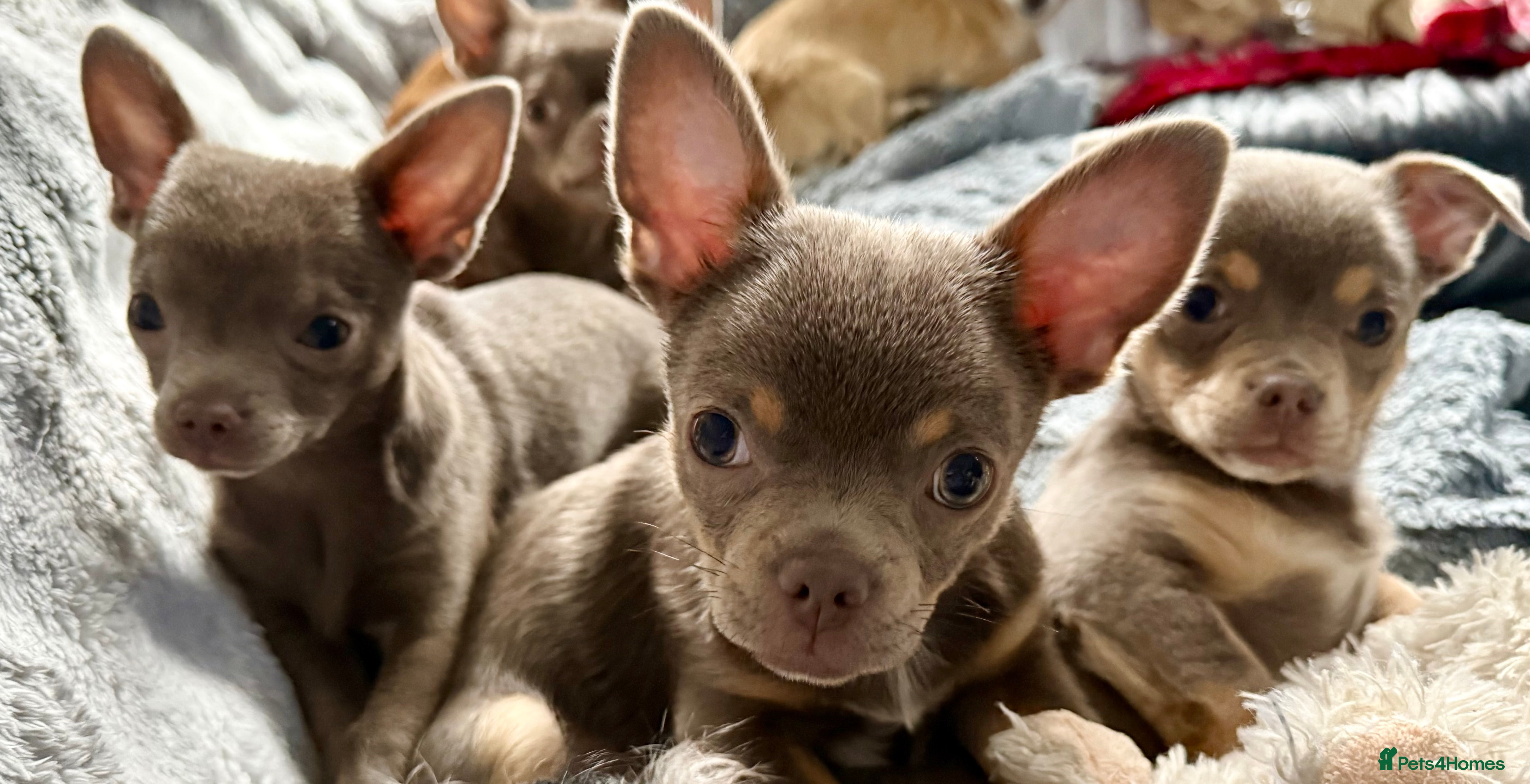 Chihuahua dogs Exquisite lilac chihuahua puppies  - Advert 15