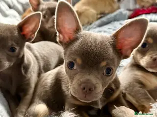 Chihuahua dogs Exquisite lilac chihuahua puppies - Advert 15