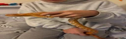 Corn Snake reptiles for sale: Friendly corn snake in Rye - Advert 8