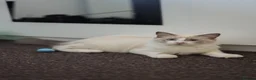 Ragdoll cats for sale: Beautiful Ragdoll male - Advert 7
