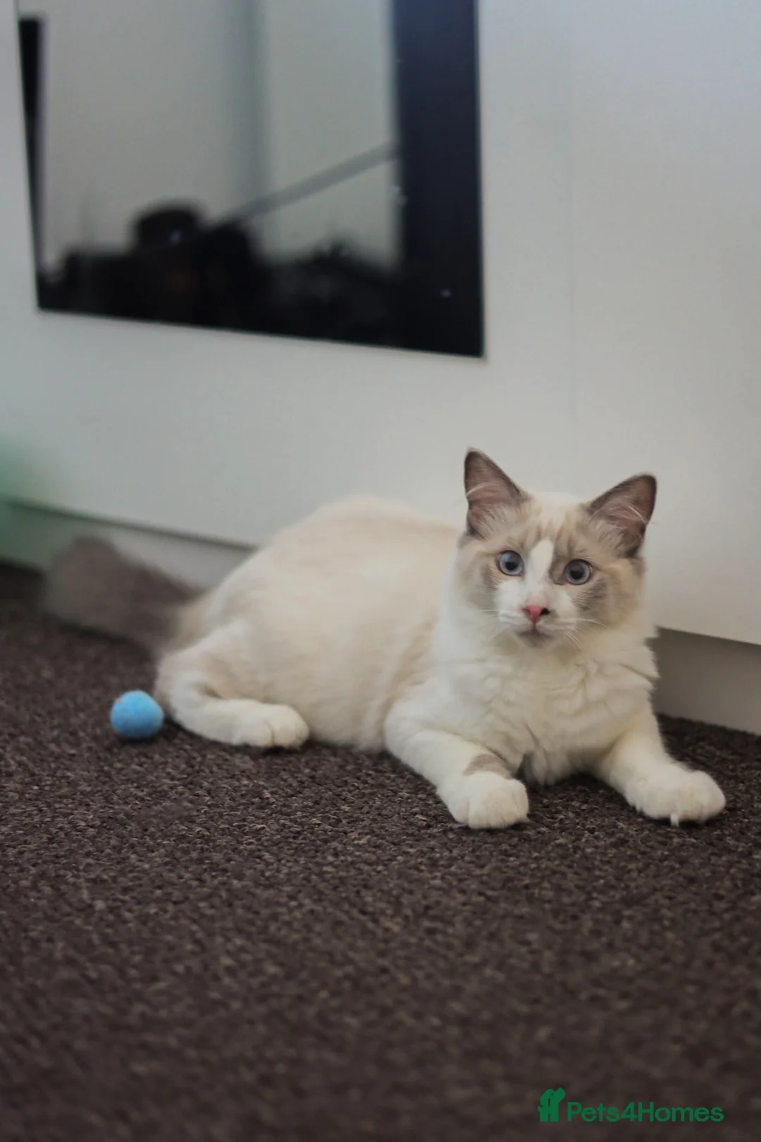Ragdoll cats for sale: Beautiful Ragdoll male - Advert 7