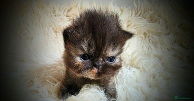 Persian cats - Advert 2