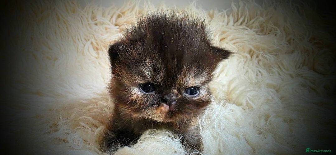 Persian cats for sale: Beautiful and Rare Purebred Persian Kittens - Image 2