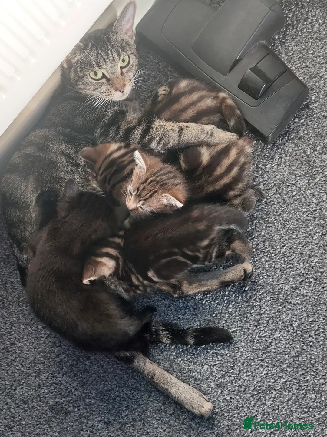Mixed Breed cats for sale: Tabby kittens - Advert 5
