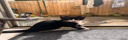 Domestic Shorthair cats for sale: 🐾 Gorgeous Kittens Ready for Loving Homes 🐾 - Advert 7