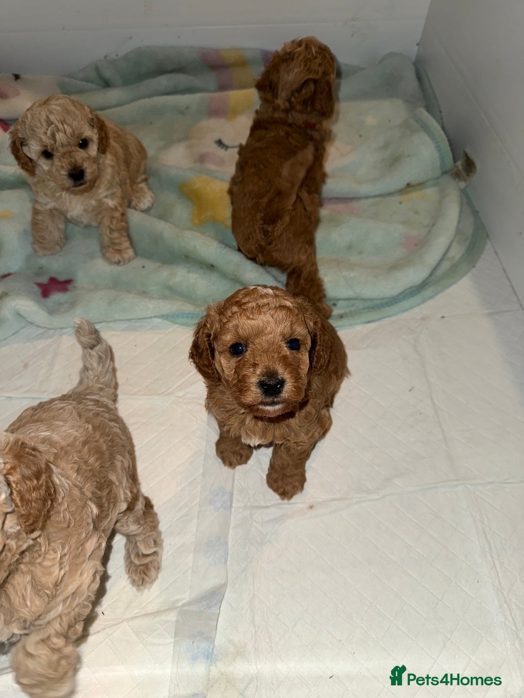 Poochon dogs for sale: Toy Poochons  - Advert 2