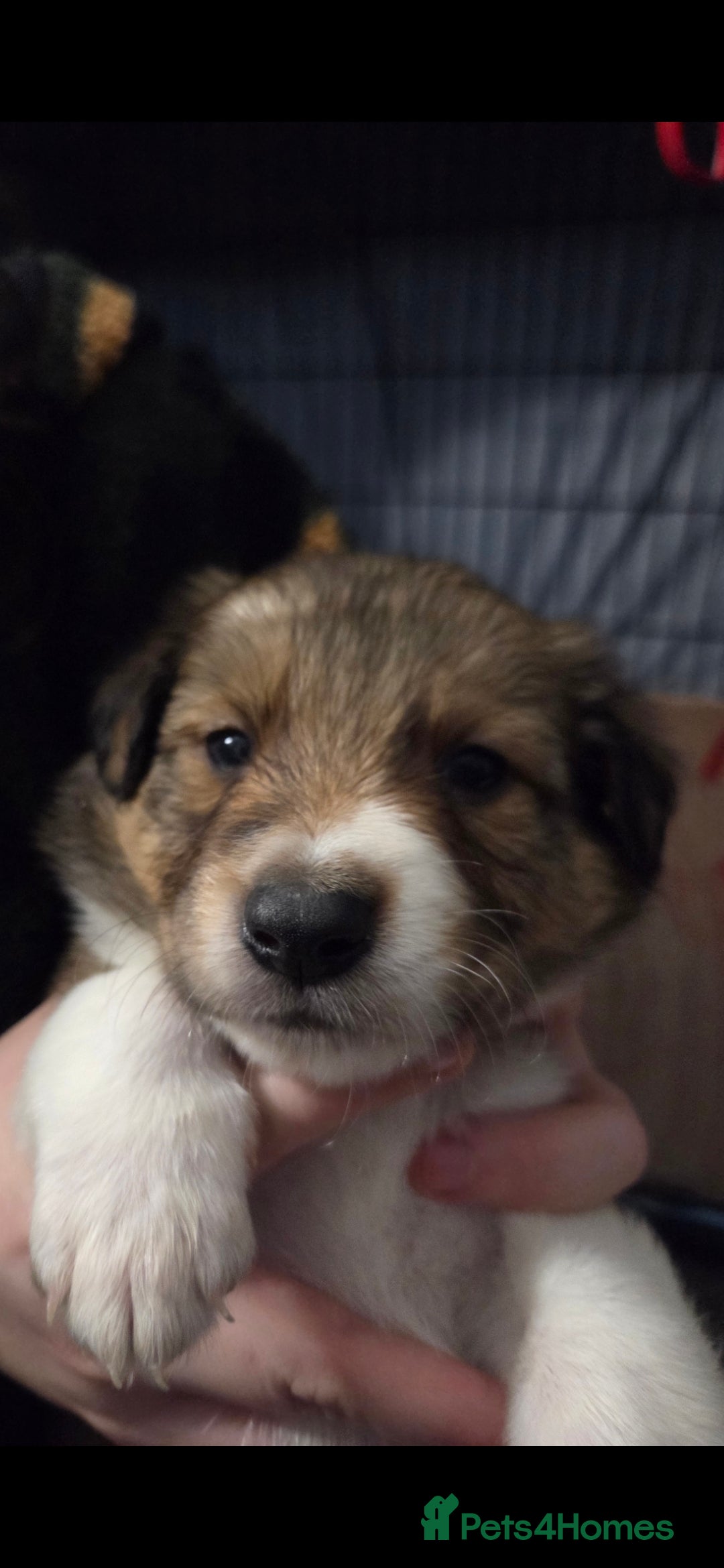 Border Collie dogs for sale: Beautiful tri colour border collie pups  - Advert 5