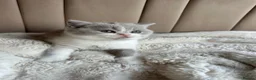 British Shorthair cats for sale: British Short Hair kittens GCCF REG - Advert 12