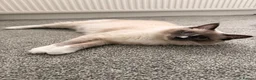 Ragdoll cats for sale: Milo is looking for a loving home 🐾 in Burnley - Advert 2