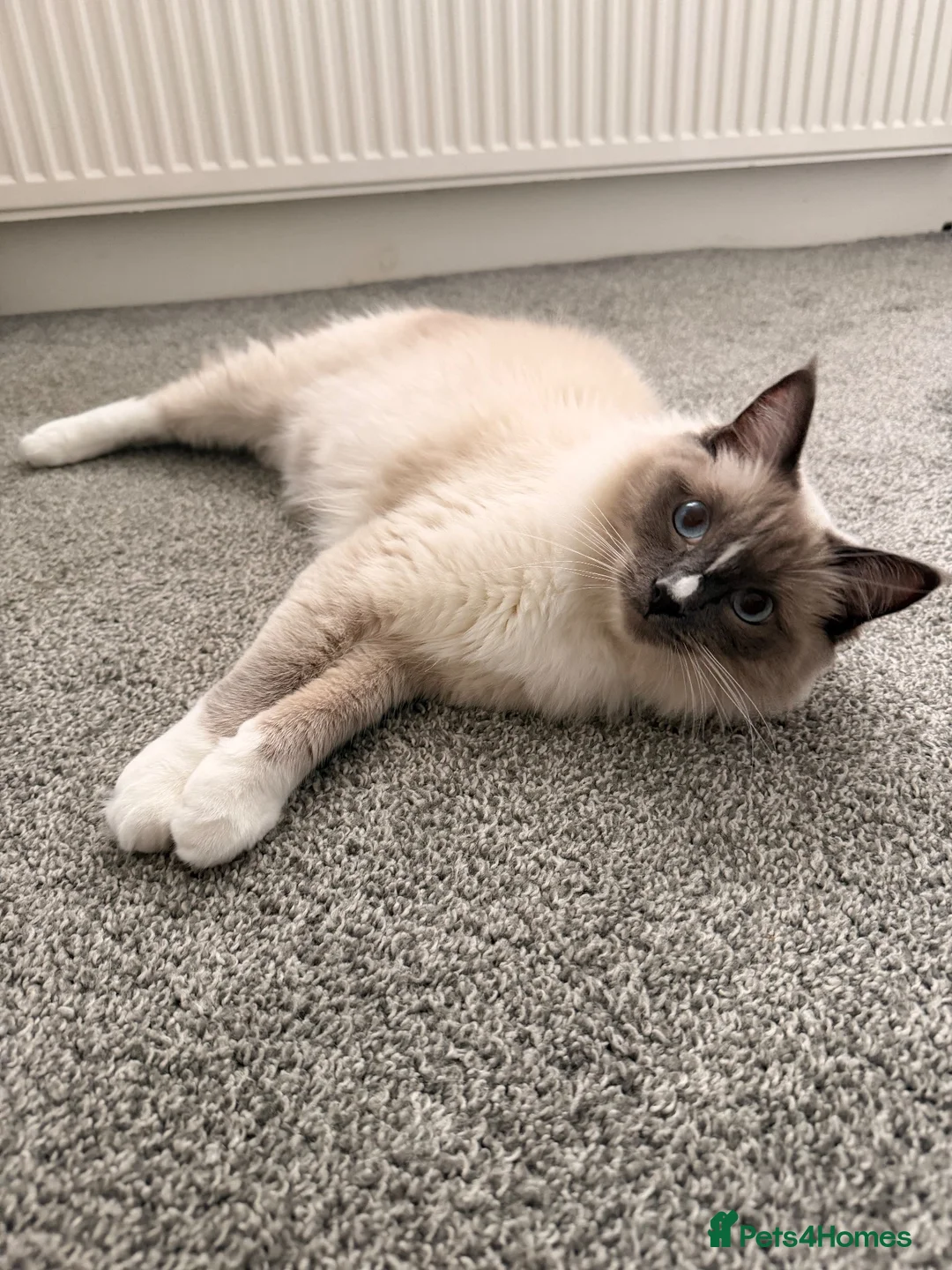 Ragdoll cats for sale: Milo is looking for a loving home 🐾 in Burnley - Advert 2