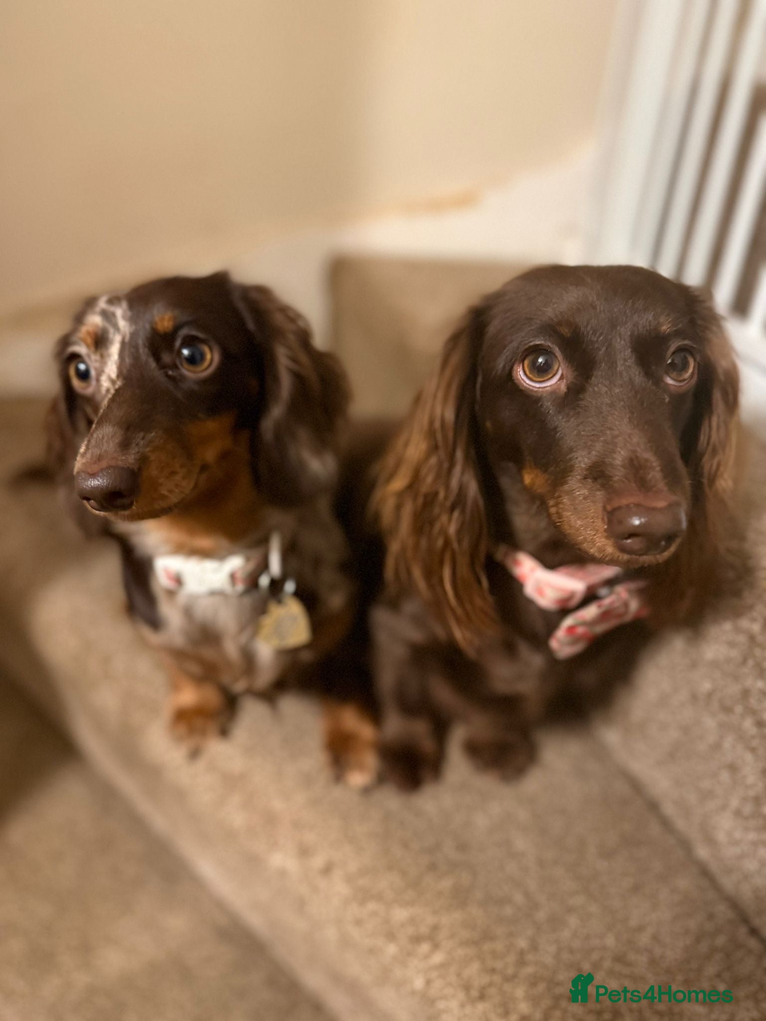 Miniature Dachshund dogs Stunning KC Reg Miniature Long Haired Litter  - Advert 1