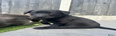 Labrador Retriever Puppy 10
