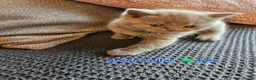 British Shorthair cats for sale: British short hairs / long hair  - Advert 12