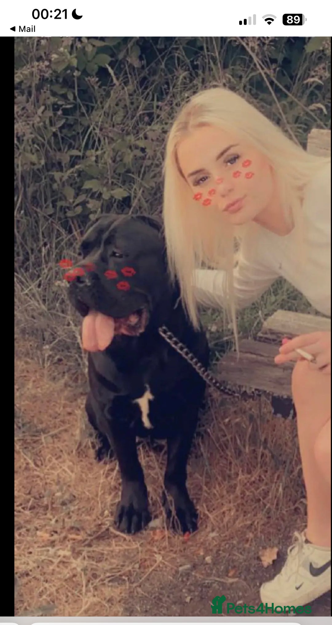Cane Corso dogs for sale: Cane Corso puppies - Image 6