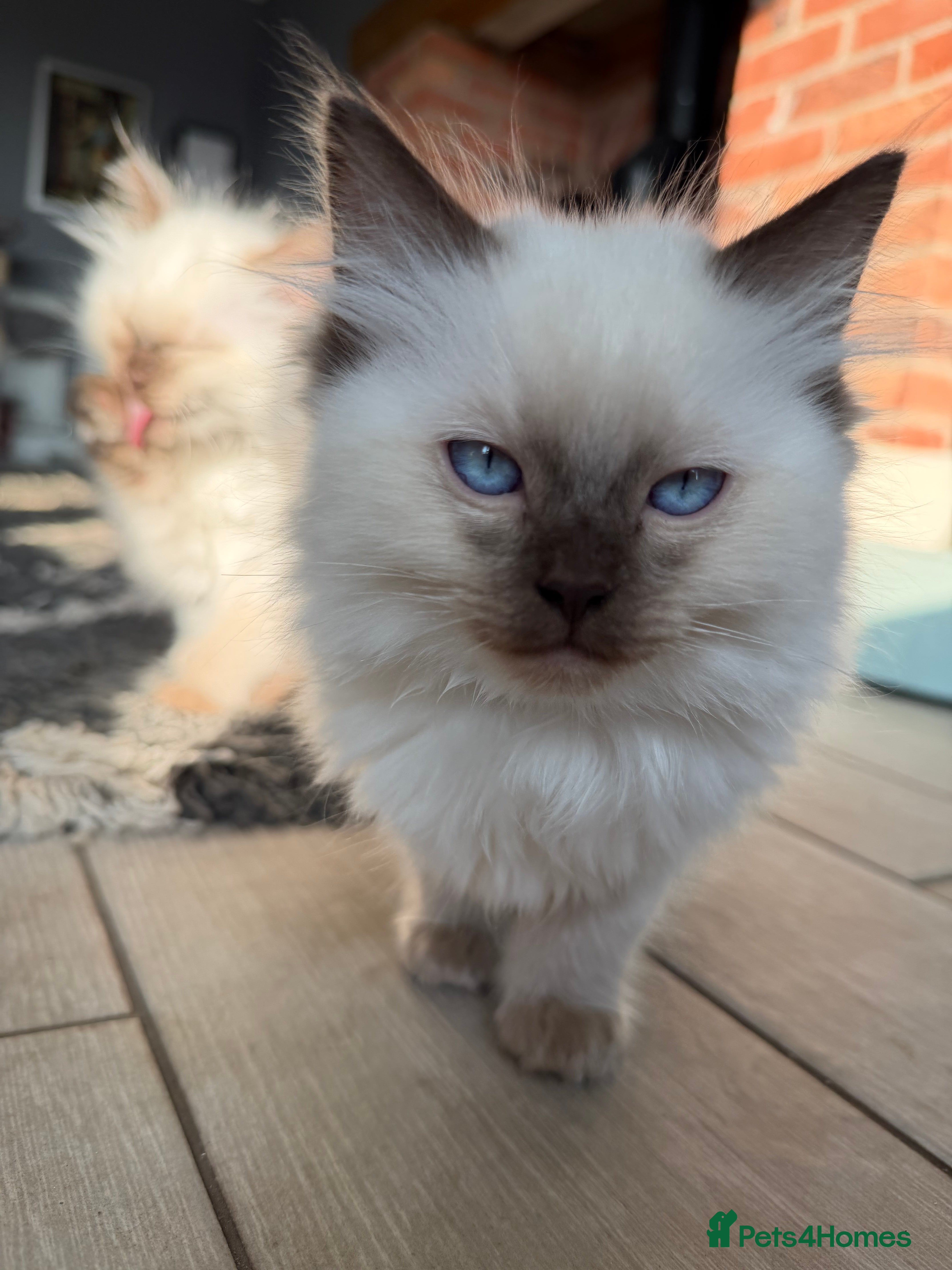 Ragdoll cats Stunning Ragdoll Kittens GCCF registered/Pedigree - Advert 2