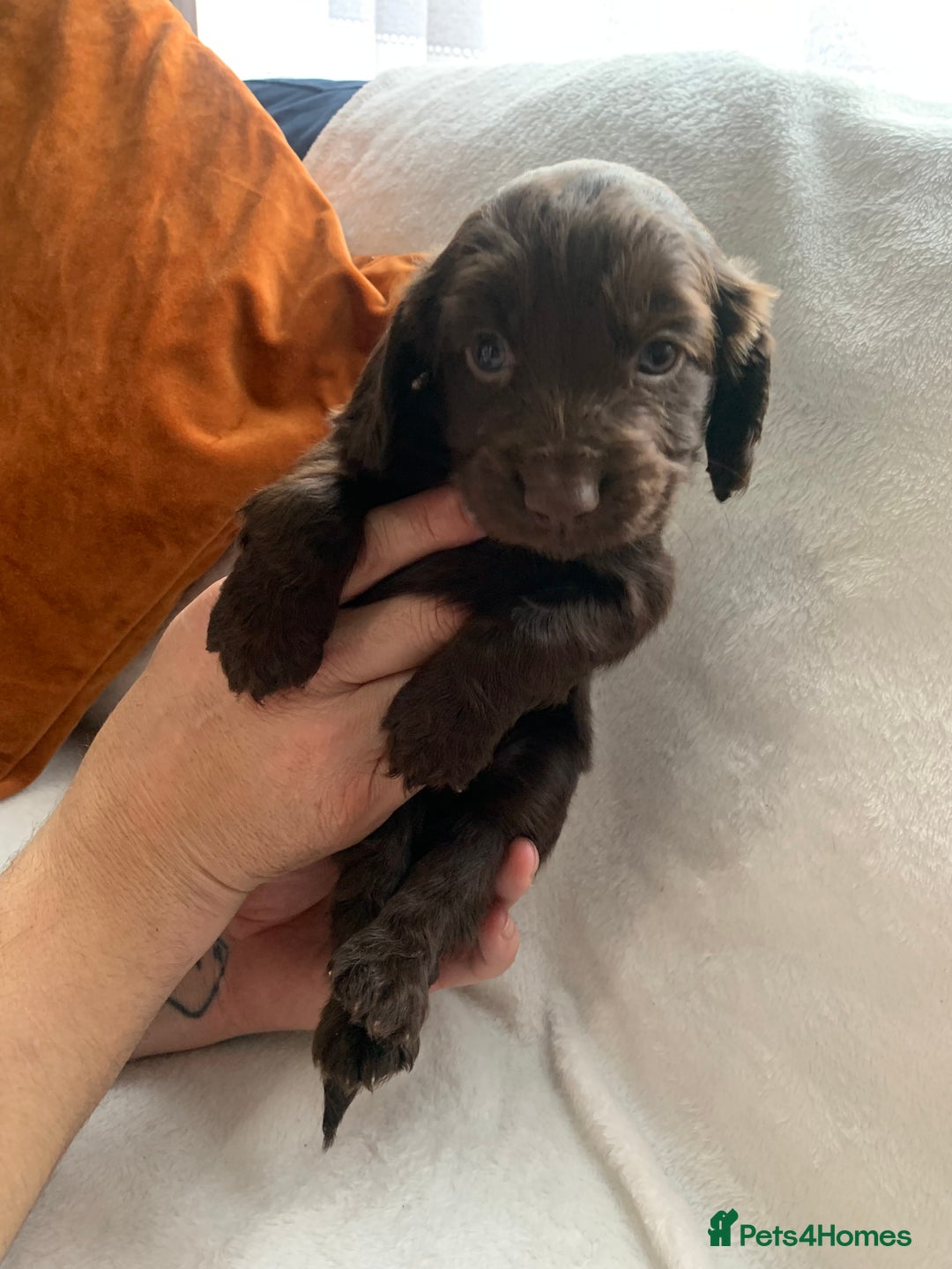 Cocker Spaniel dogs for sale: PURE CHOCOLATE WORKING COCKER SPANIELS  - Advert 22