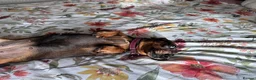 Miniature Dachshund dogs for sale: Dachshund puppies.. miniature  - Advert 7