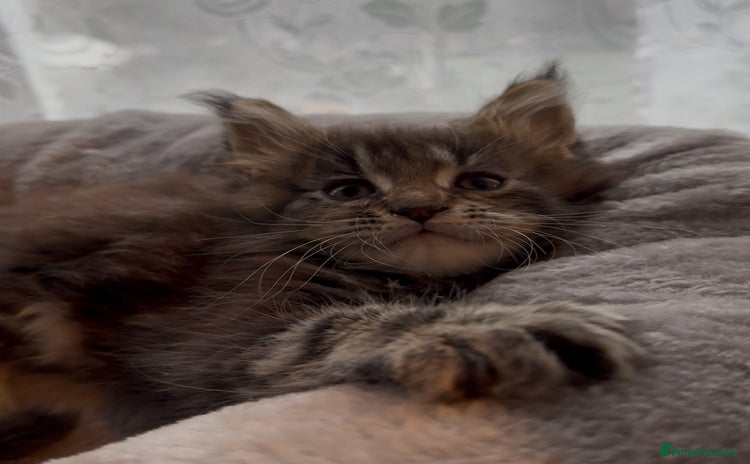 Maine Coon cats - Advert 13