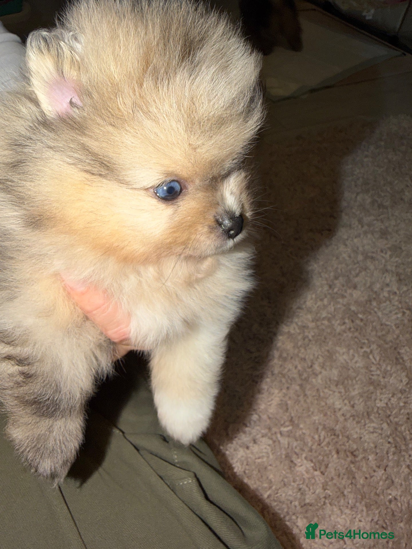 Pomeranian dogs Merle Pom puppies  - Advert 10