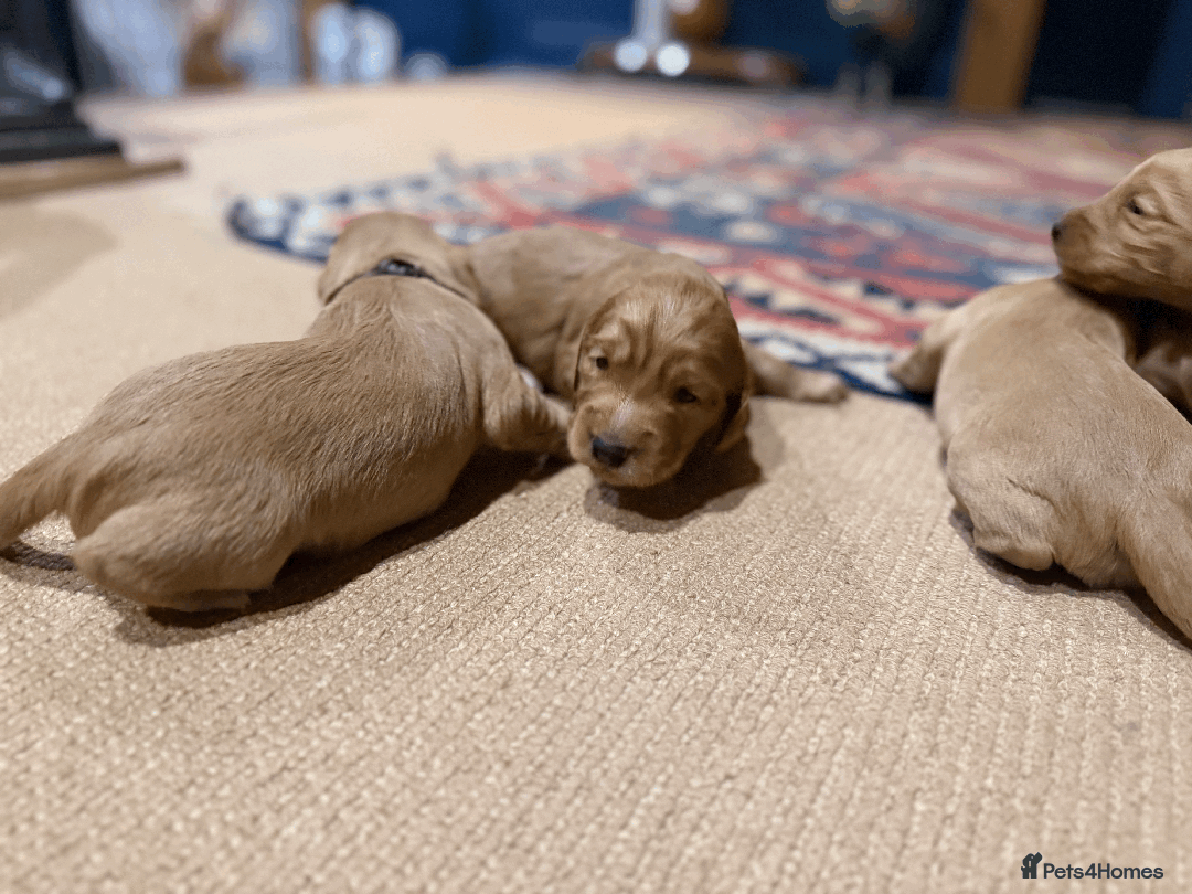 Cocker Spaniel dogs for sale: Lemon Cocker Spaniels ( Four Girls ) - Advert 11