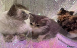 Ragdoll cats for sale: Ragdoll X  - Image 22
