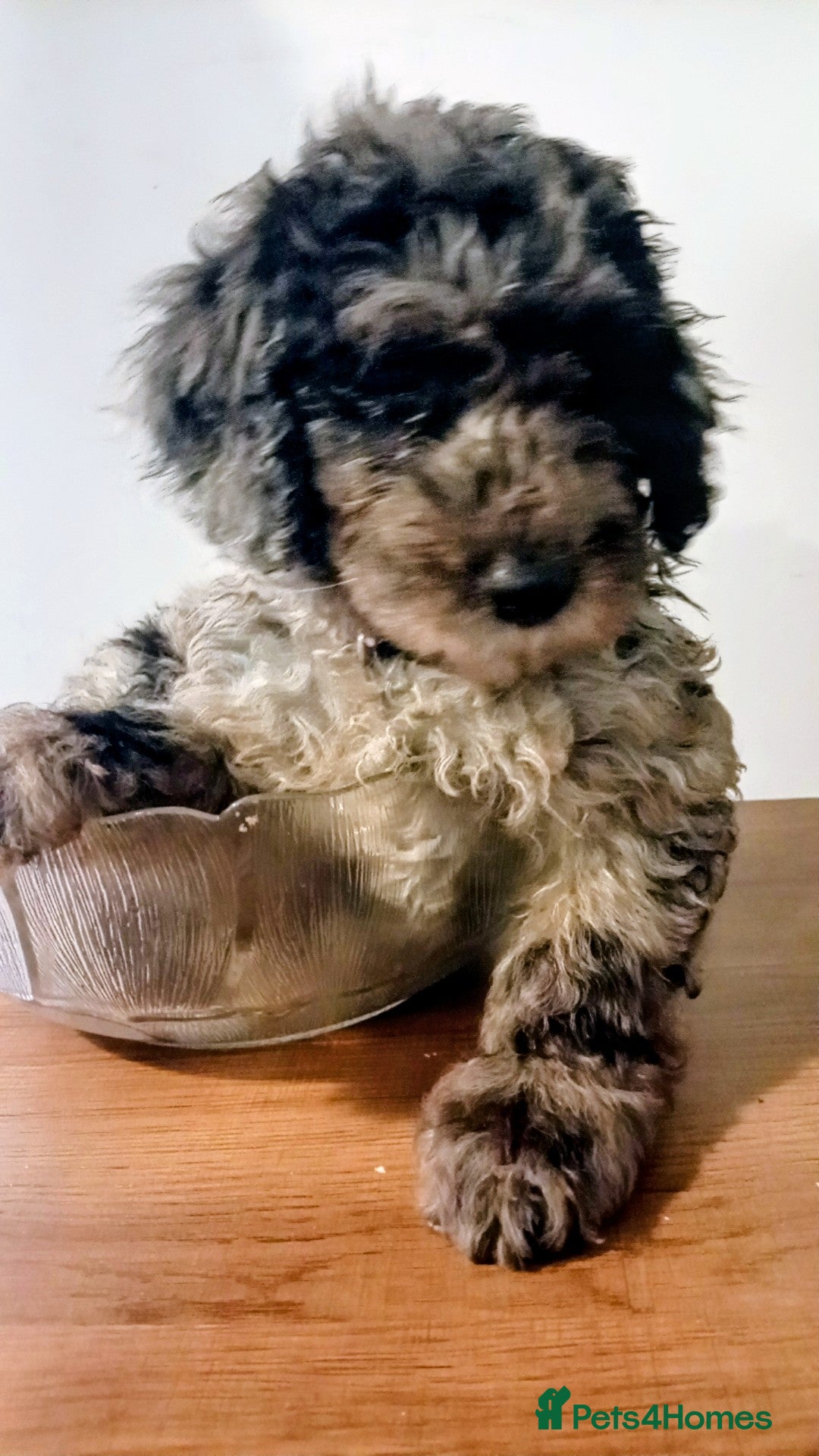 Mini Goldendoodle dogs Loving  Mini Goldendoodles, 8 available  - Advert 13
