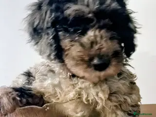 Mini Goldendoodle dogs Loving Mini Goldendoodles, 8 available - Advert 13