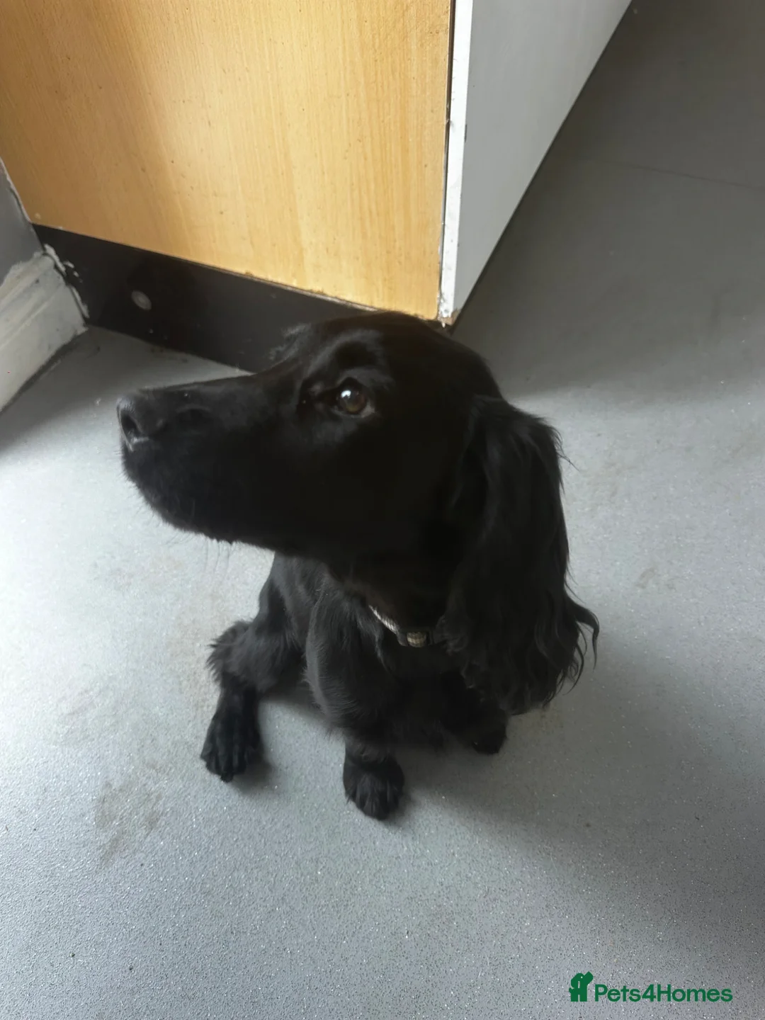 Cocker Spaniel dogs for sale: Cocker Spaniel in Bishop Auckland - Advert 2