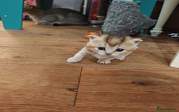 British Shorthair cats for sale: Adorable gorgeous pure British Shorthair Kittens  - Image 8