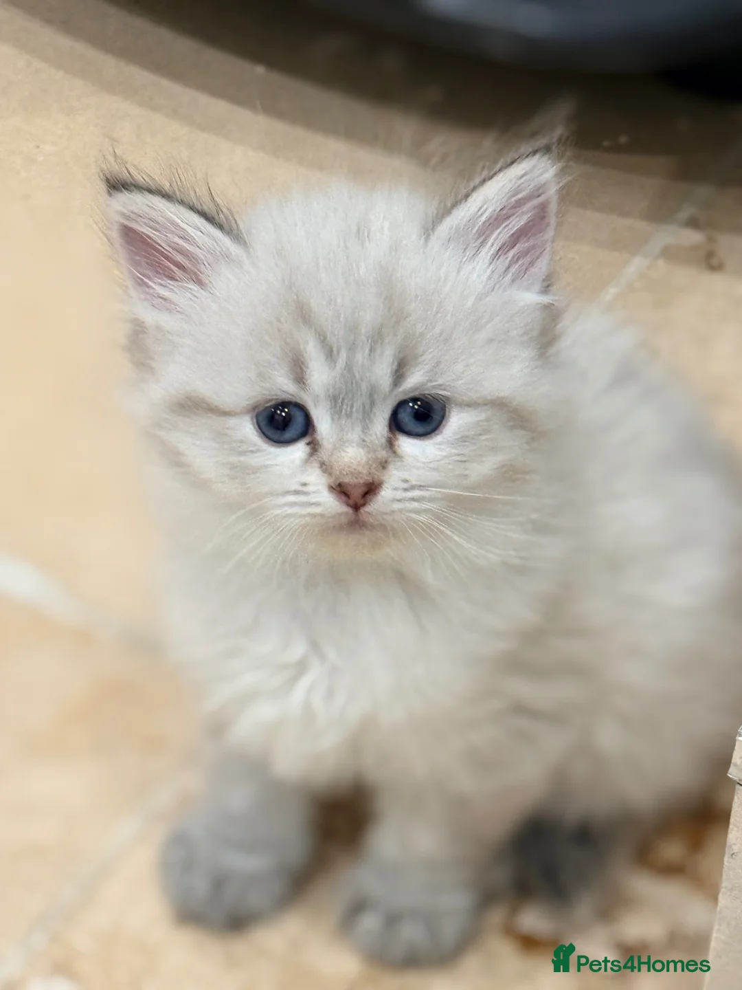 Siberian cats for sale: Beautiful Neva Masquerade Kittens for Sale 🐾 - Advert 1