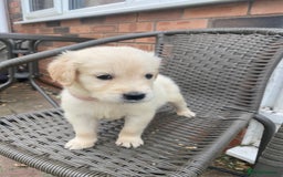 Golden Retriever dogs for sale: KC REGISTERED ®️ GOLDEN RETRIEVER PUPPIES 🐶 ❤️ - Image 17