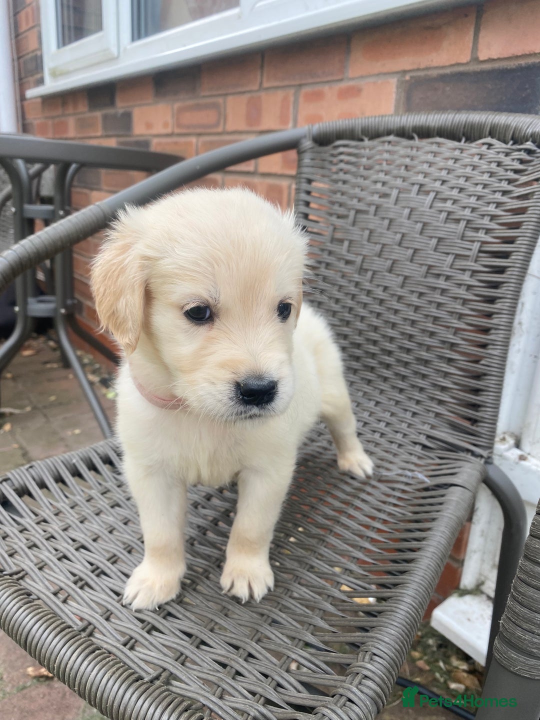 Golden Retriever dogs for sale: KC REGISTERED ®️ GOLDEN RETRIEVER PUPPIES 🐶 ❤️ - Image 17