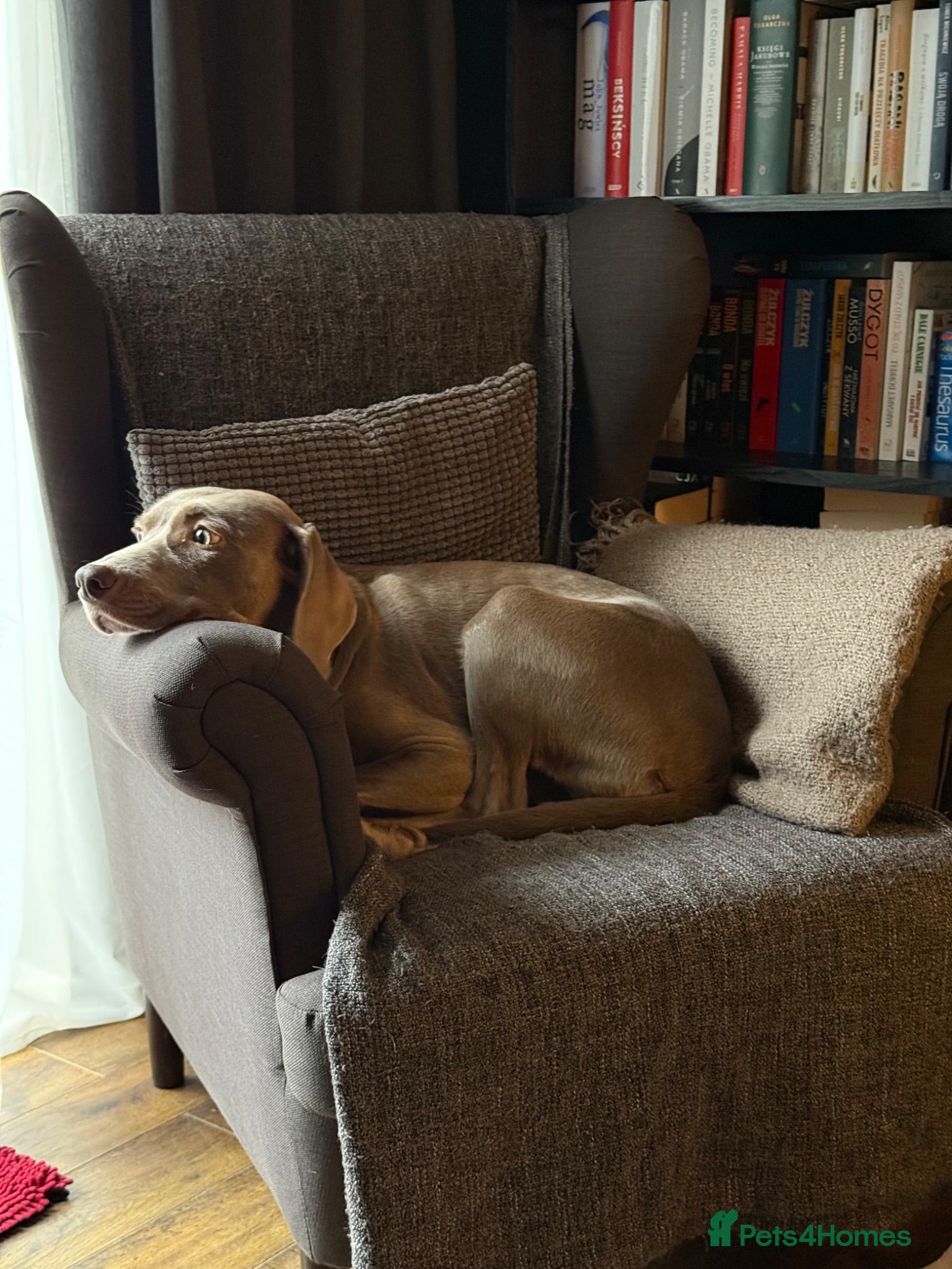 Weimaraner dogs Weimaraner puppies  - Advert 10