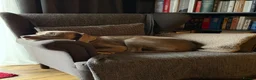 Weimaraner dogs for sale: Weimaraner puppies  - Advert 1