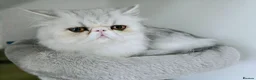 Persian cats for sale: Persian Kittens Extreme Punch Face – Bi-Color GCCF - Advert 31