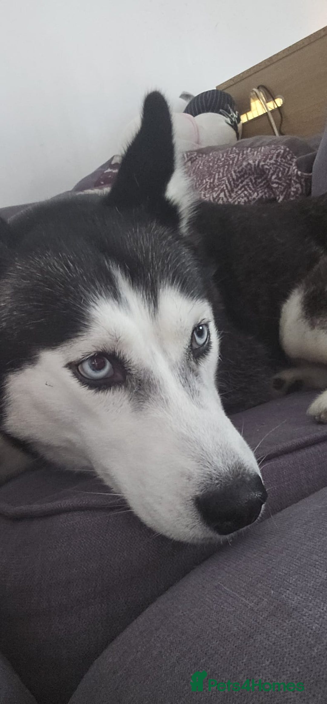 Siberian Husky dogs for sale: Luna The Husky  - Advert 3