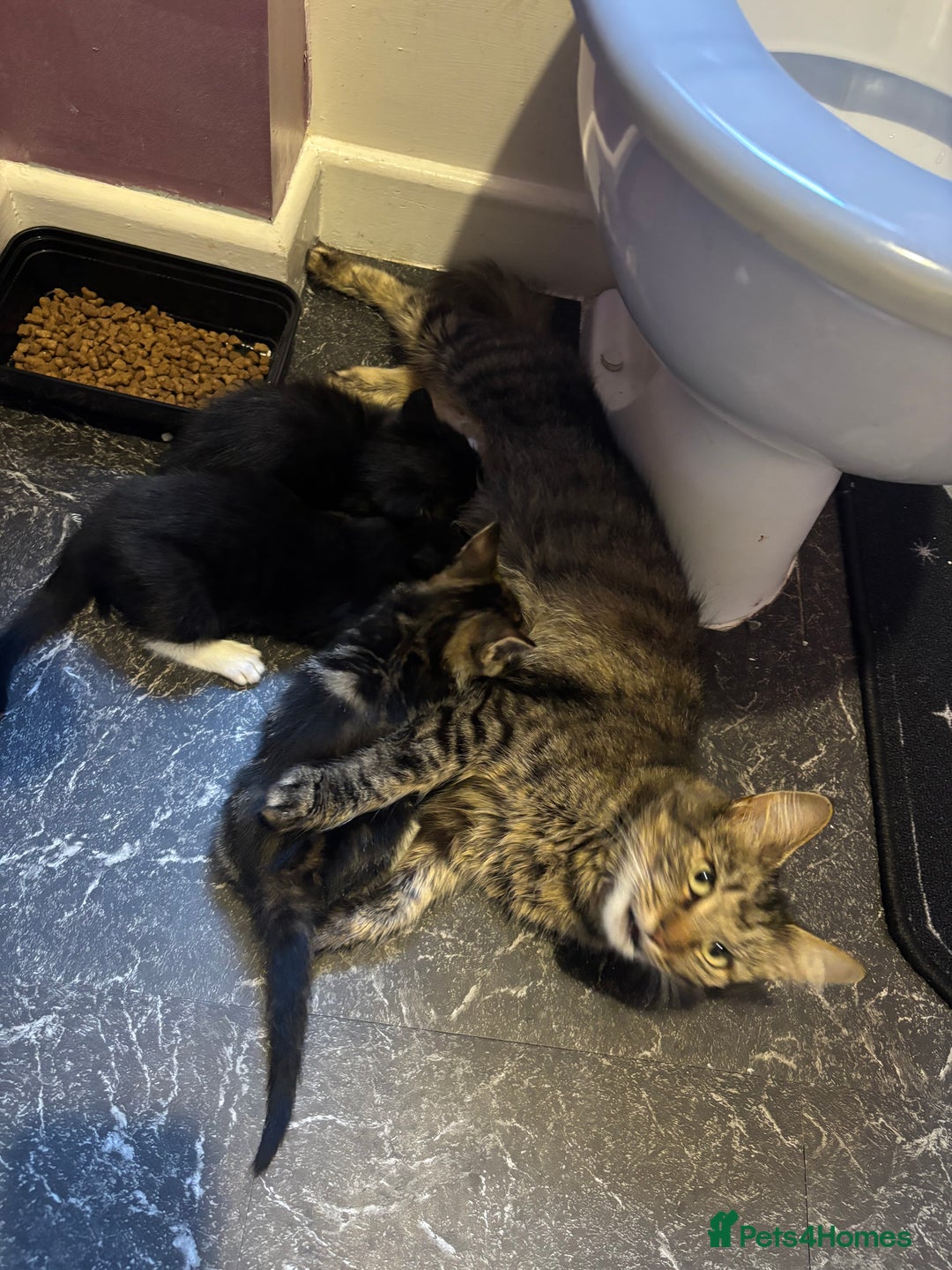 British Shorthair cats for sale: 3 kittens Available as of today 21/09/2025 - Image 9