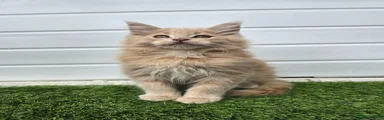 Maine Coon Kitten 1