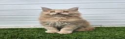 Maine Coon cats for sale: Beautiful gccf pet registered maine coon babies  - Advert 21