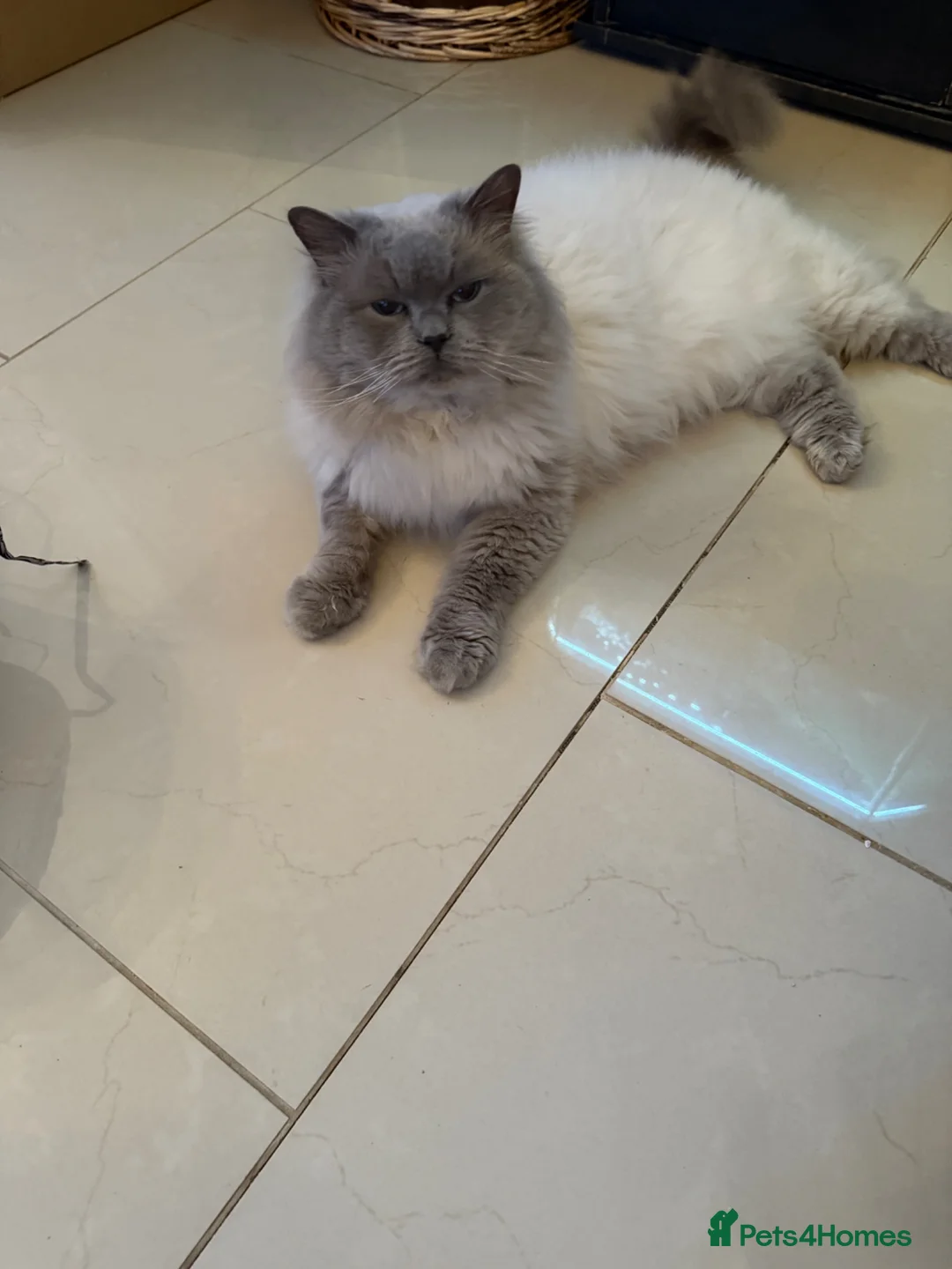 Ragdoll cats for sale: Adorable Ragdol kittens - Advert 2